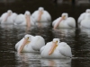 2-fat-pelicans