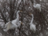 egrets-in-trees