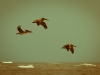 pelicans-web-1-of-1
