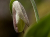 lady-slipper-about-to-bloom2
