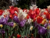 multi-colors-tulips