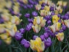 purple-lb-tulips