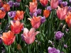 shirleys-tulips