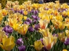 yellow-purple-tulips